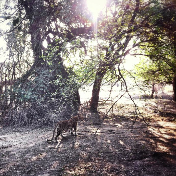 Zambia e Malawi in green season: leopard at South Luangwa national Park