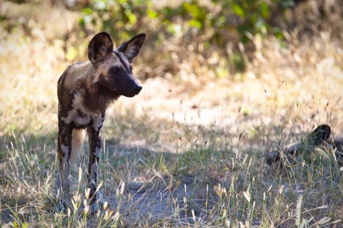 Licaone wild dog, South Luangwa national park, Zambia safari africa turismo viaggiare