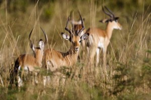 South Luangwa national park viaggio in Zambia