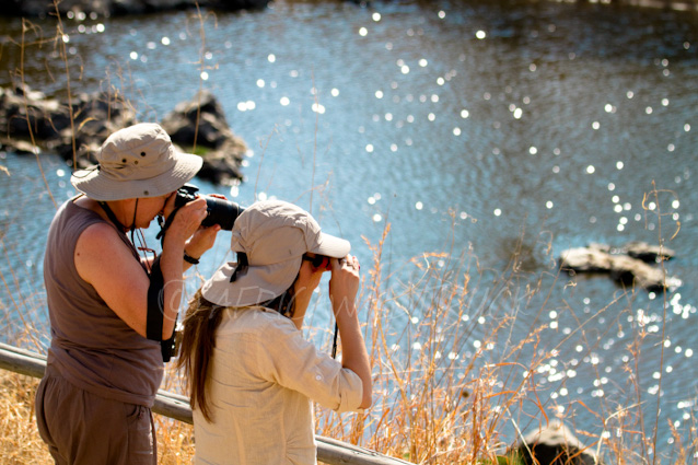 Birdwatching Tanzania. Ruaha National Park.