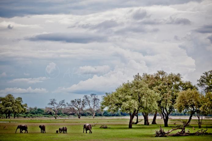 Il Clima dello Zambia: Luangwa stagione verde Luangwa national park safari africa zambia