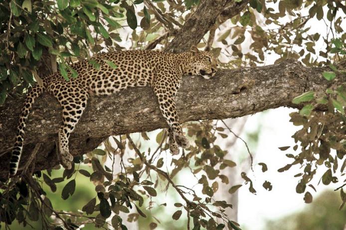 Leopardo Panthera pardus South Luangwa national park. Zambia safari africa turismo viaggiare adventure