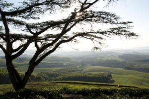 Piantagioni di tè, Thyolo Malawi