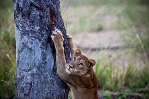 Leone South Luangwa National Park safari Africa Wild Truck