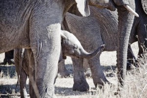 Elefanti South Luangwa national park Safari Zambia viaggi turismo responsabile