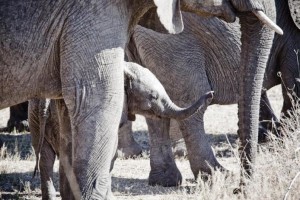 Elefanti South Luangwa national park Safari Zambia viaggi turismo responsabile