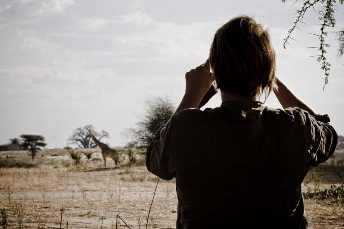 Ruaha National Park Tanzania, giraffe al campo sulle rive del fiume Ruaha. .