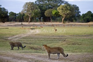 Il South Luangwa national park vanta un'altissima concentrazione di leopardi