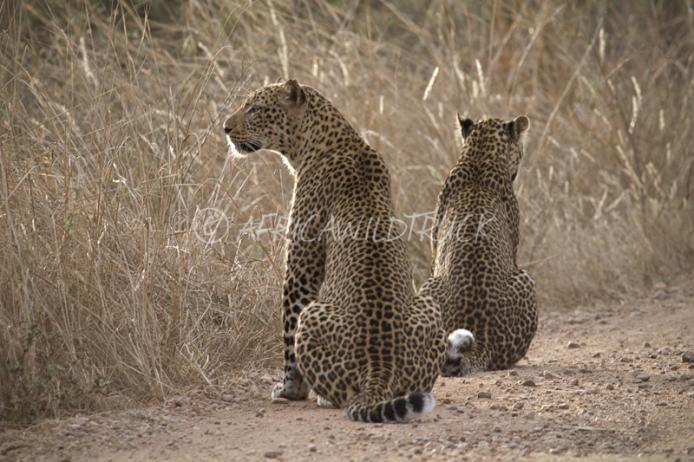 Il South Luangwa national park vanta un'altissima concentrazione di leopardi safari africa zambia felini