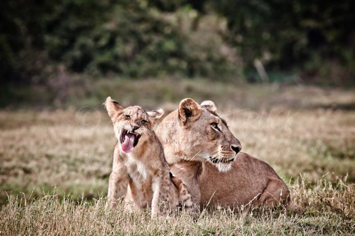 Leonessa, South Luangwa national park zambia safari turismo sostenibile responsabile
