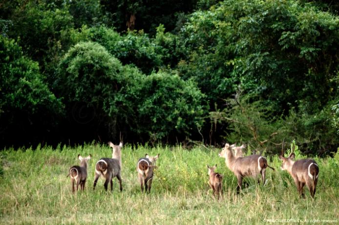 Cobo dall'ellisse, Liwonde national park, Malawi