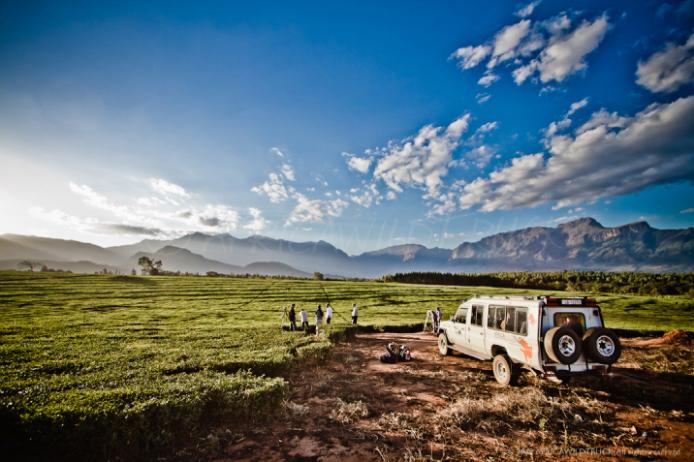 Mulanje Mountain Tea Plantation Malawi Africa Safari Toyota Turismo Responsabile