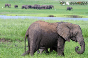 Chobe national park botswana in stagione verde