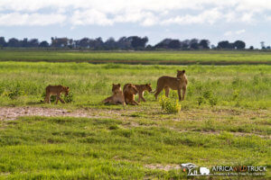 Chobe national park botswana leoni