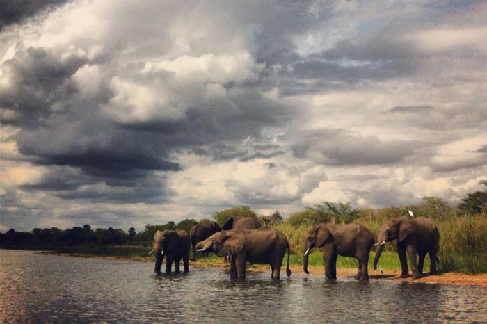 Malawi, elefanti, liwonde, shire, safari, africa