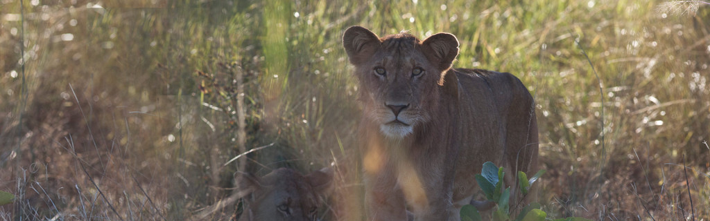 Zambia, the real Africa. leone leonessa safari