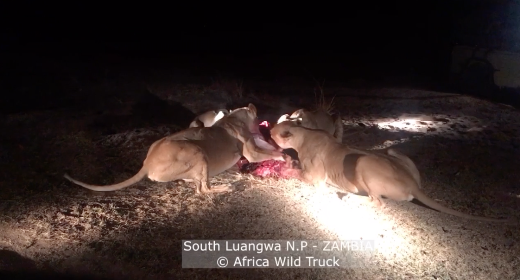 Leoni, caccia nel South Luangwa National Park in Zambia durante un safari notturno con la Spedizione 119. Africa Wild Truck Tour Operator