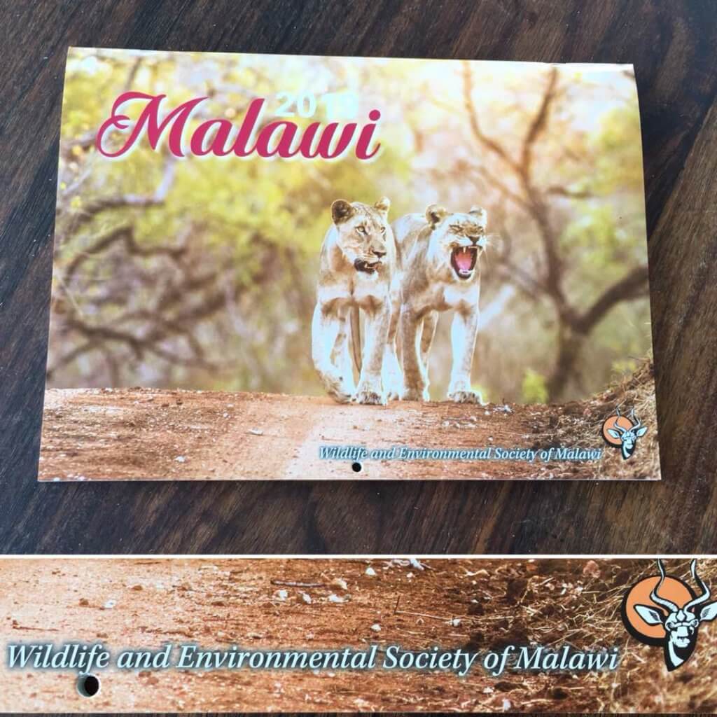 I leoni di Majete sul calendario WESM 2019 stefano pesarelli safari africa malawi