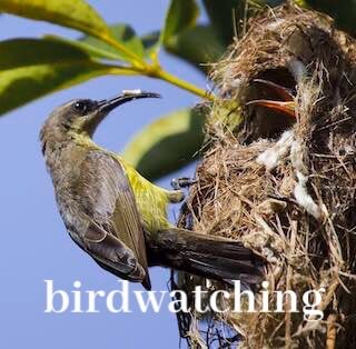 activity birdwatching in Malawi Mulanje