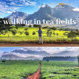 activity walking in tea fields