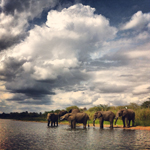 Safari in Malawi, africa elefanti safari liwonde shire