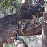 Spedizione 92 - Malawi e Zambia leopardo south luangwa africa viaggi turismo
