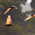 Zambia del nord, nella natura selvaggia! pipistrelli Kasanka africa viaggi turismo responsabile sostenibile