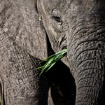 Spedizione 94 - Malawi e Zambia - elefanti africa luangwa safari viaggi turismo