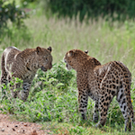 Stagione verde! Malawi e Zambia. Spedizione 95, leopardi lunagwa africa safari