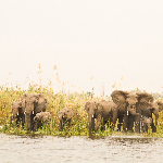 I safari nel Malawi del sud africa elefanti shire liwonde viaggi turismo