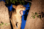 Workshop di fotografia naturalistica Zambia safari africa leone wildlife natura
