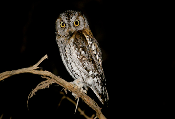 Malawi Birding Safari Swarovsky Optik. Gufo reale maculato. Zambia