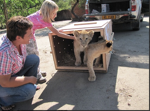 Leoni in Malawi: 2 leoni nella Mwabvi wildlife reserve!