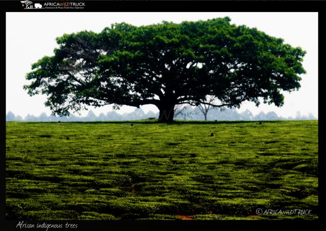 African indigenous trees. tributo agli ALBERI INDIGENI dell'Africa con un calendario pubblicato in Malawi