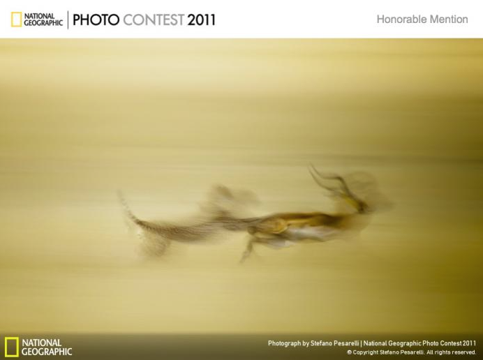 National Geographic Contest 2011. The hunt di Stefano Pesarelli: menzione d'onore nella sezione Natura.