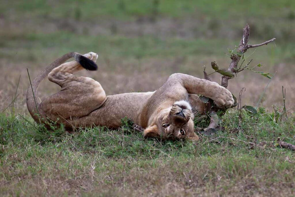 workshop di fotografia naturalistica in Africa Travel nature photography workshop in Africa