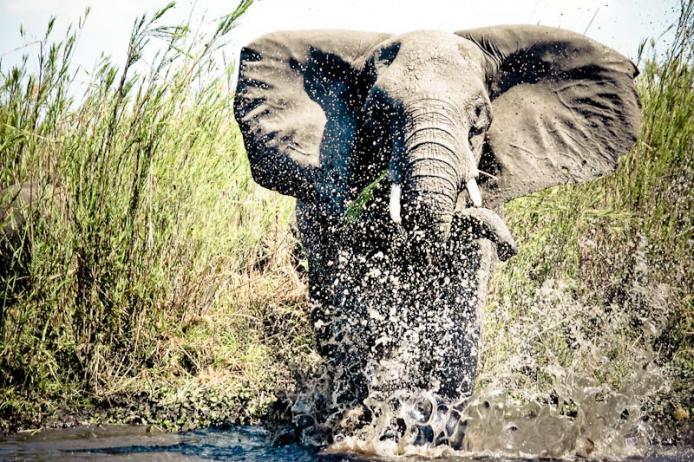 Elefante, Liwonde National Park Malawi safari boat river shire lodge mvuu camp