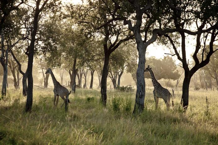 Giraffe South Luangwa national park. Zambia. safari, africa, turismo, viaggiare
