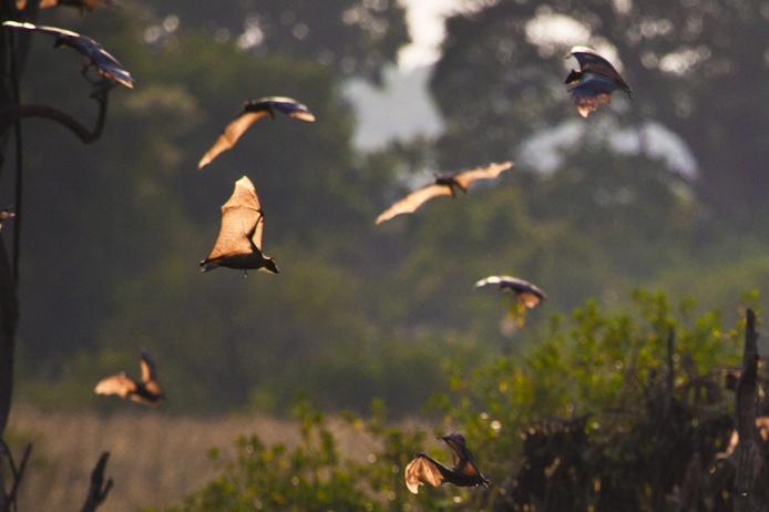 Migrazione di pipistrelli, Kasanka national park