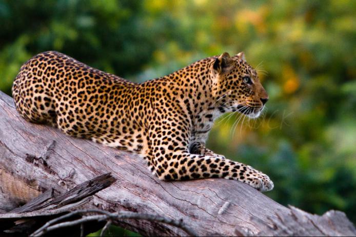 Leopardo, South Luangwa national park, stagione verde, zambia, safari africa felini game drive africa wild truck wildlife