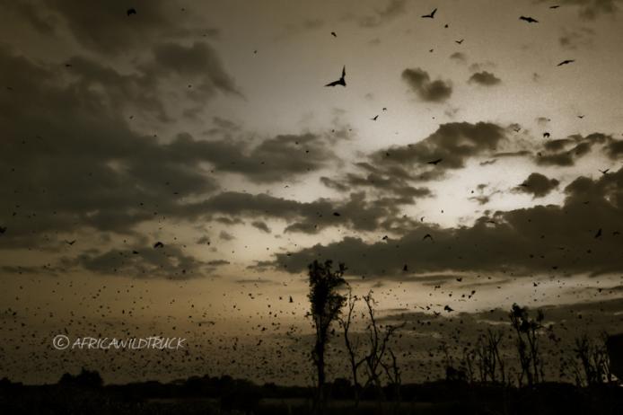 Migrazione di pipistrelli Kasanka national park Zambia