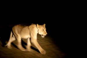 Leonessa a caccia safari notturno