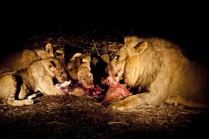 Leoni safari notturno South Luangwa National Park