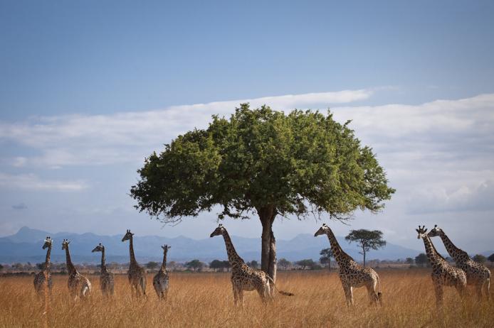 Giraffe Mikumi national park. Tanzania safari turismo, viaggi, viaggiare, turismo sostenibile