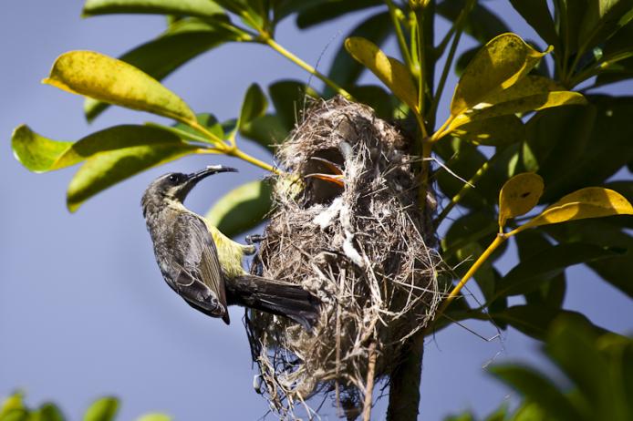 Bronze sunbird vphya plateu