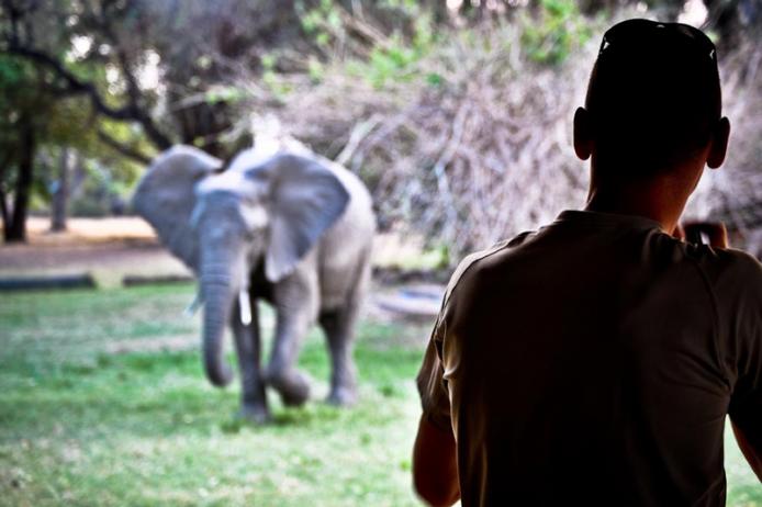 Elefante safari South Luangwa Zambia