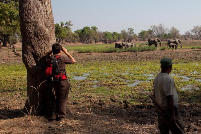 Walking Safari. South Luangwa National Park. Zambia. Un avvistamento importante. Gli elefanti.