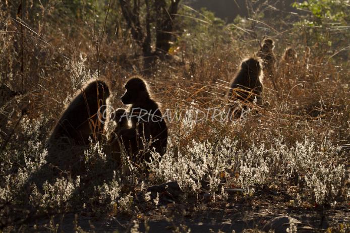 Famiglia di babbuini gialli South Luangwa national park Zambia