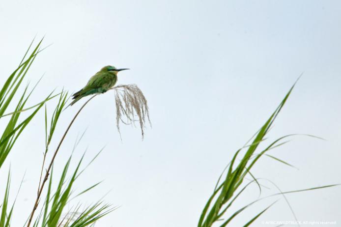 Birding Malawi Blue cheeked bee eater. Un coloratissimo Gruccione di Persia (Merops persicus) nel Liwonde national park africa safari viaggi viaggiare