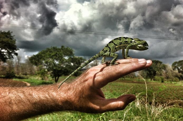 Camaleonte animale spirito malawiano